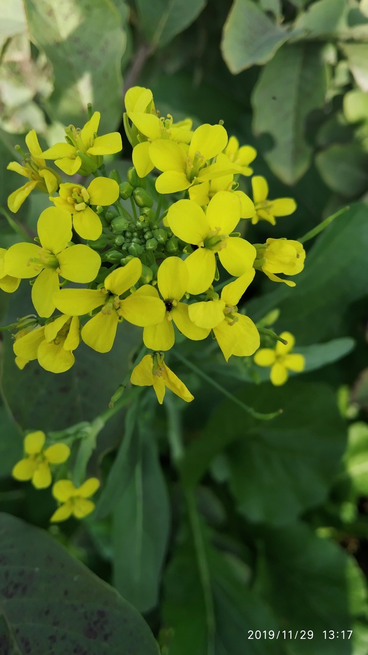 musturd flower