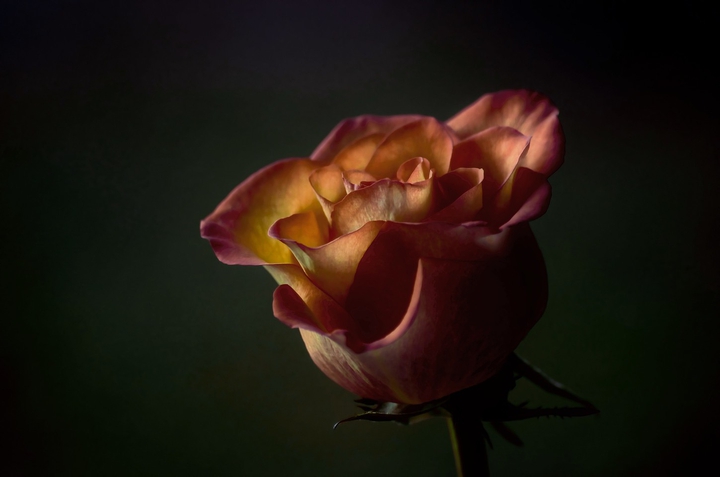 rose red rose