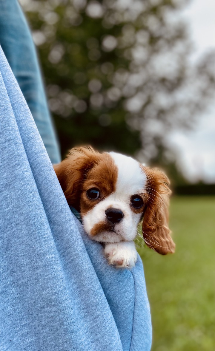 Puppy