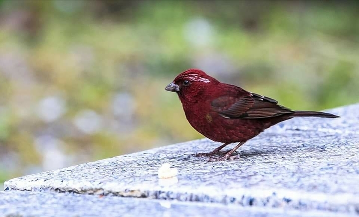 鳥