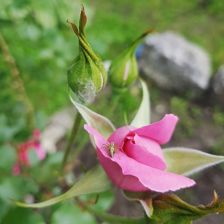 A small part of Nature 
