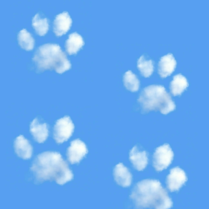 miaomiao