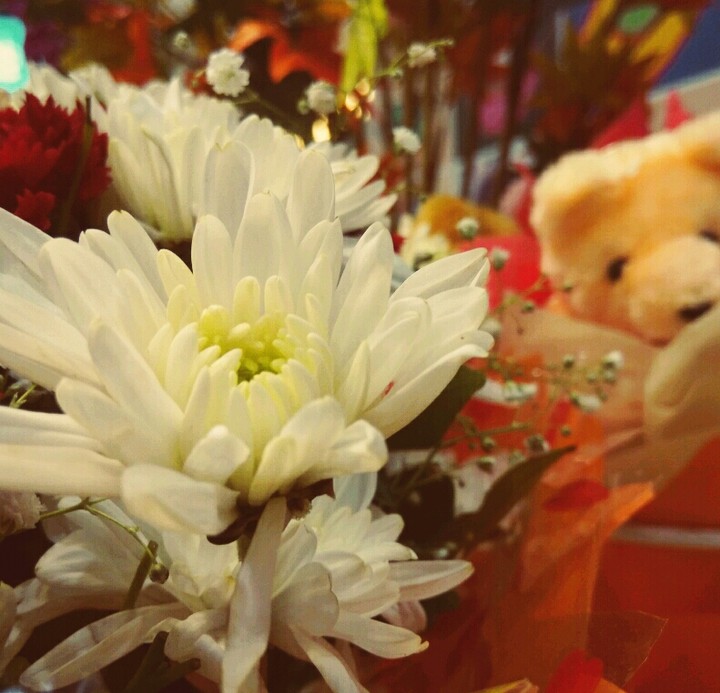 teddy