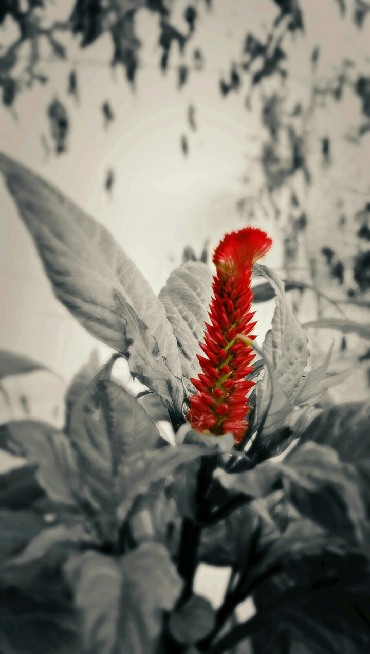 Red flower..