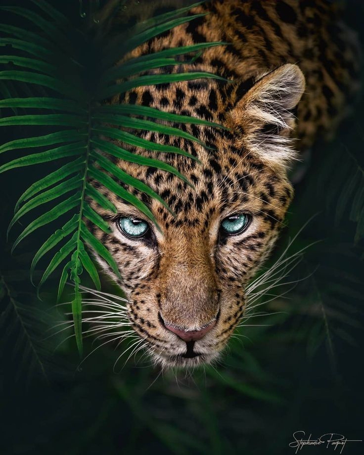 Jagar