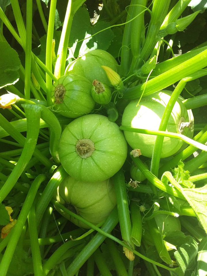 Кабачки