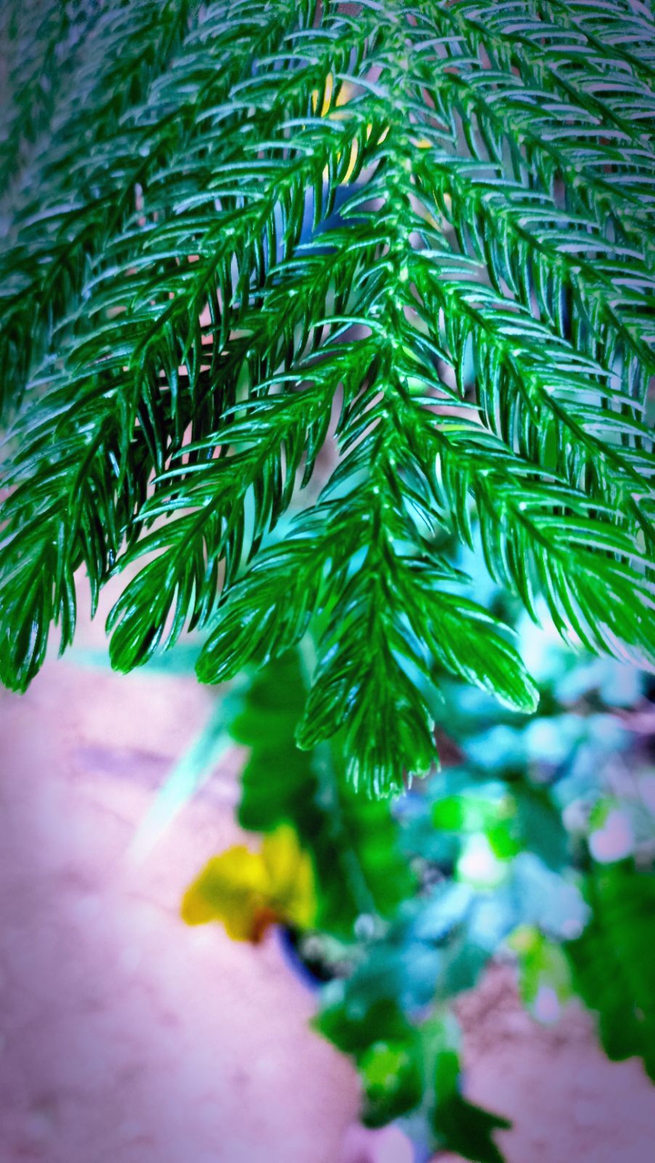 Christmas plant leaf