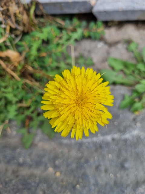 잔디, 민들레 배경화면