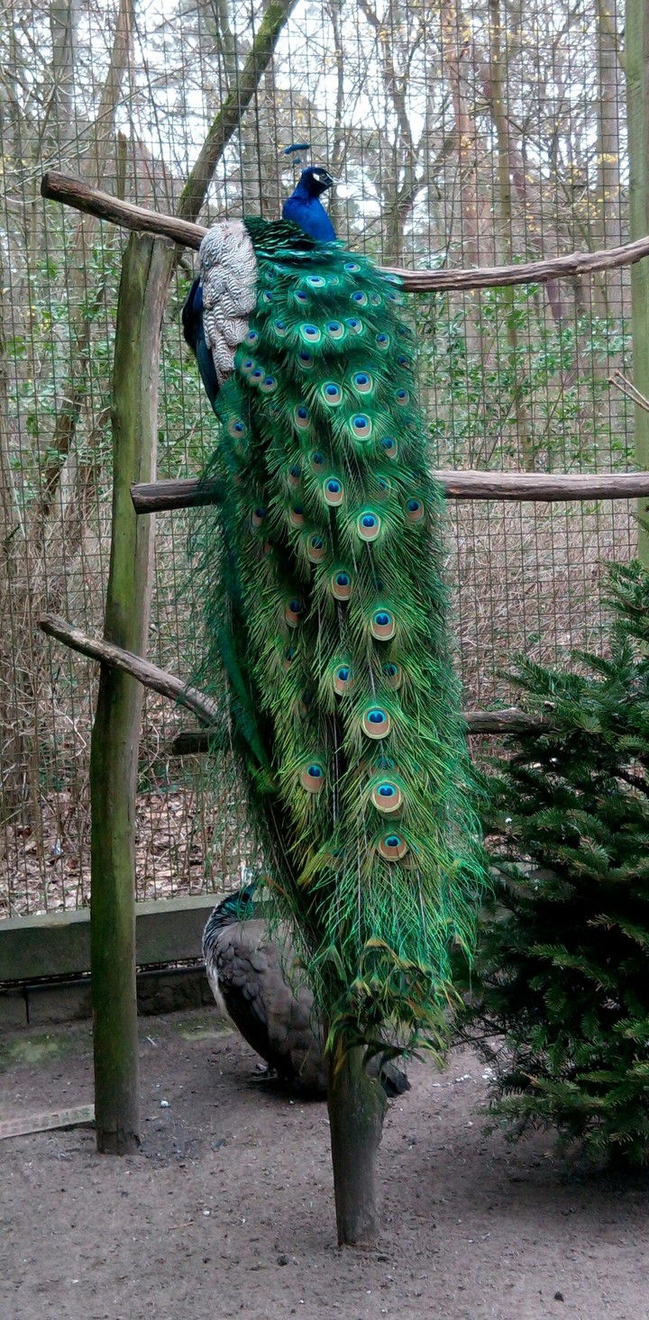 Majestic Peacock