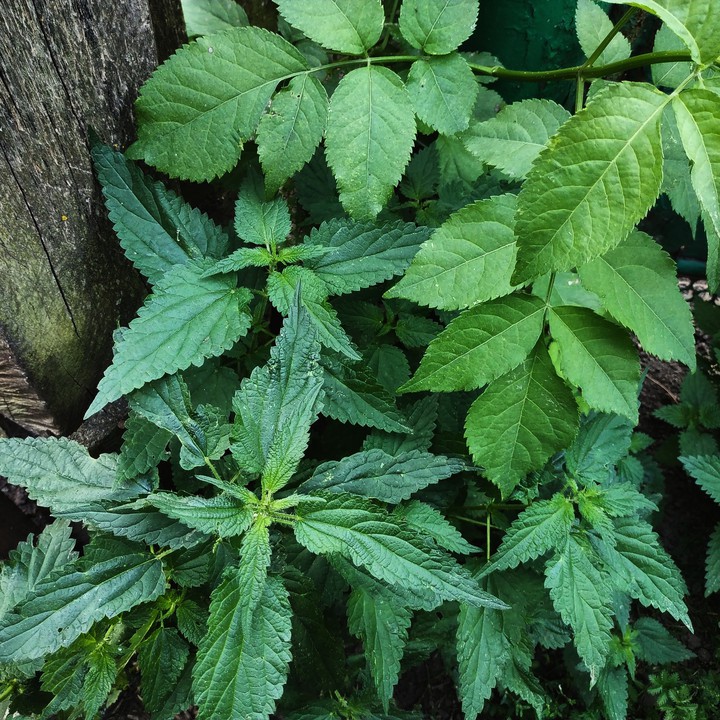 nettle
