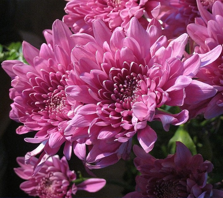 pink flower#bright#colorful#flower#garden#nature#love