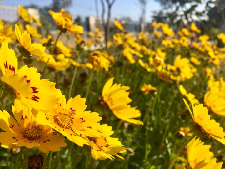 yellow flowers