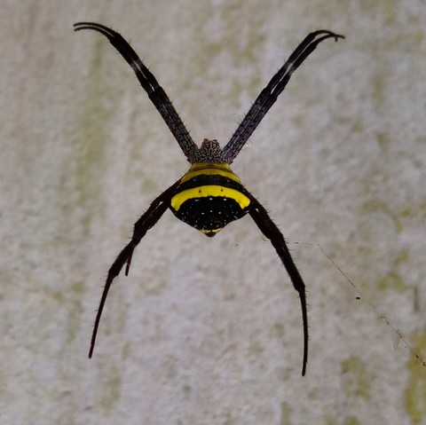 a rare spider