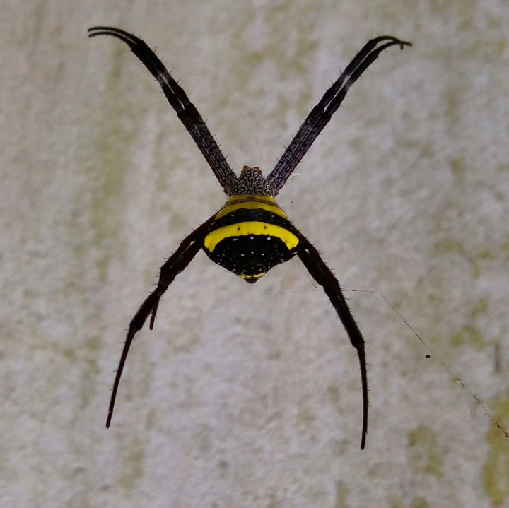 a rare spider