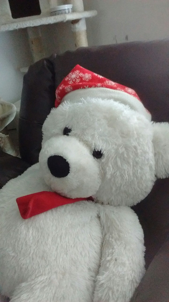Teddy bear