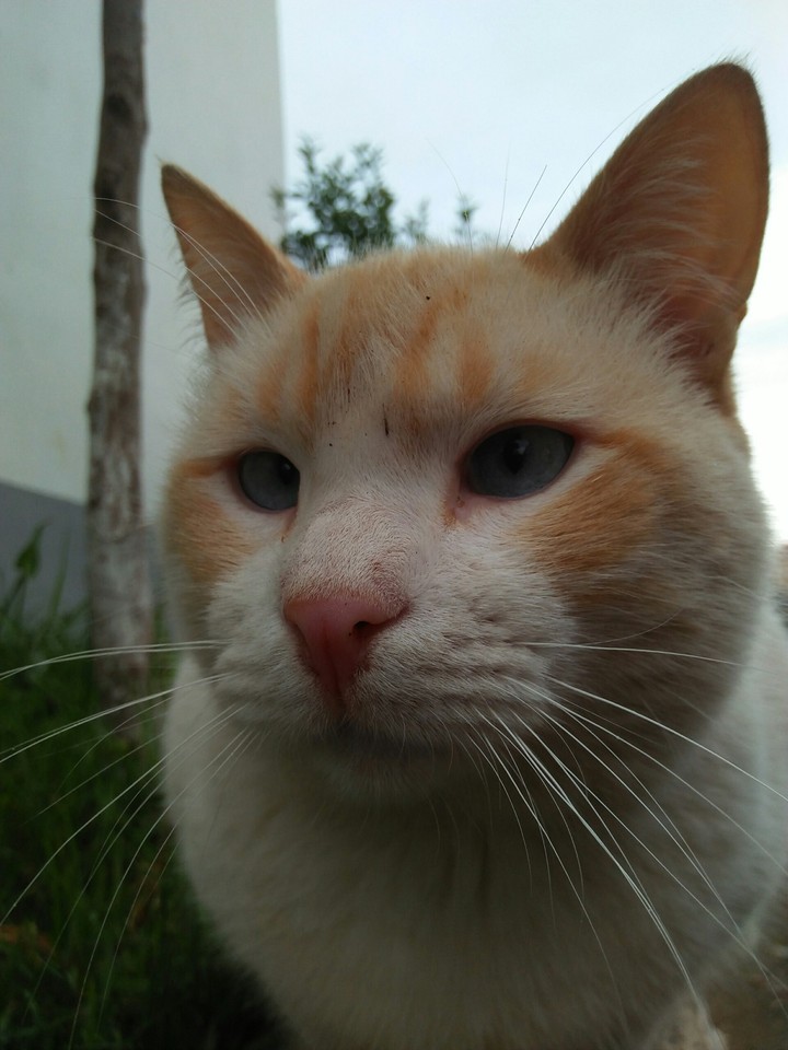 animal