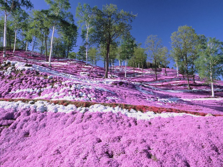 hillside carpeted with moss phlox