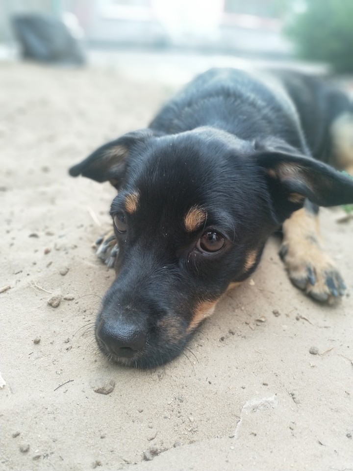 Dog on sand