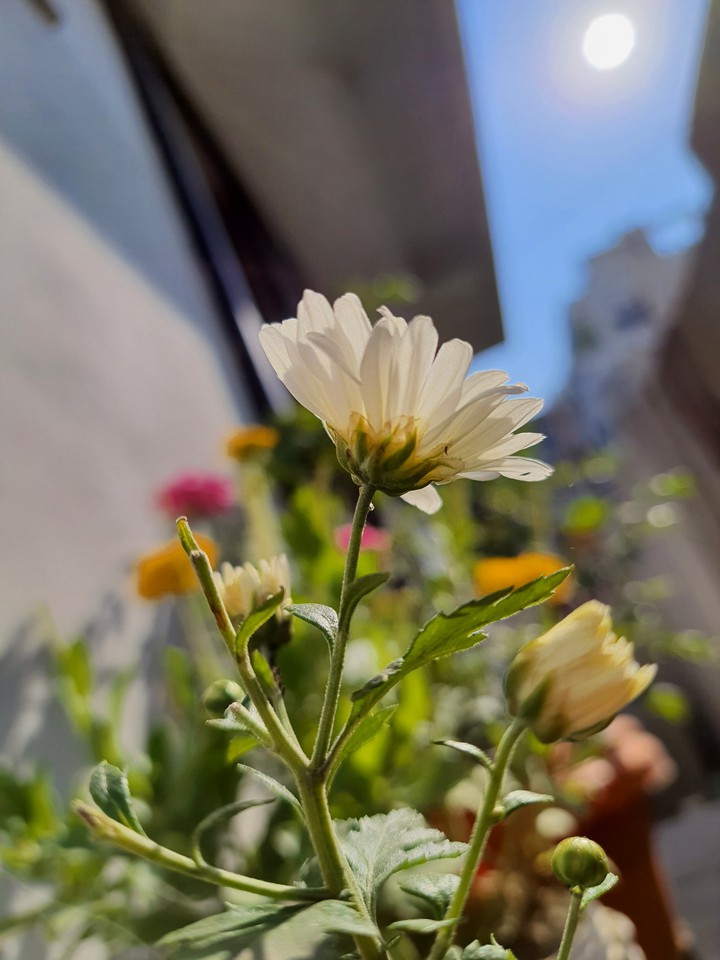 flower