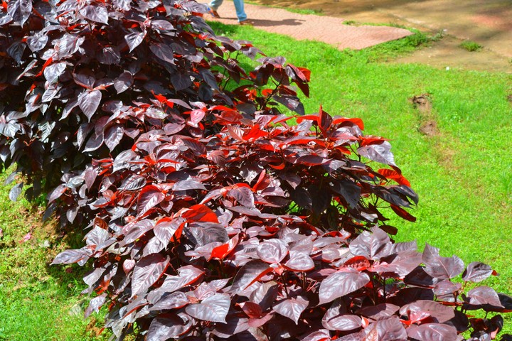 leaf