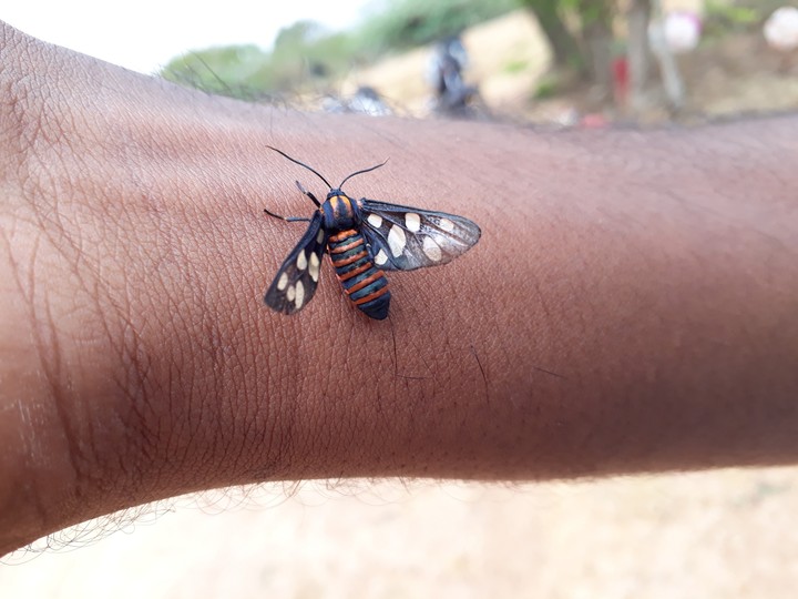 nature