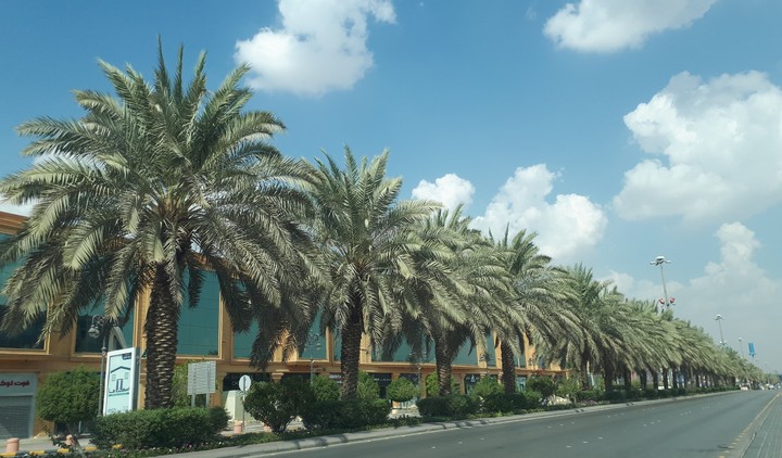 palm line