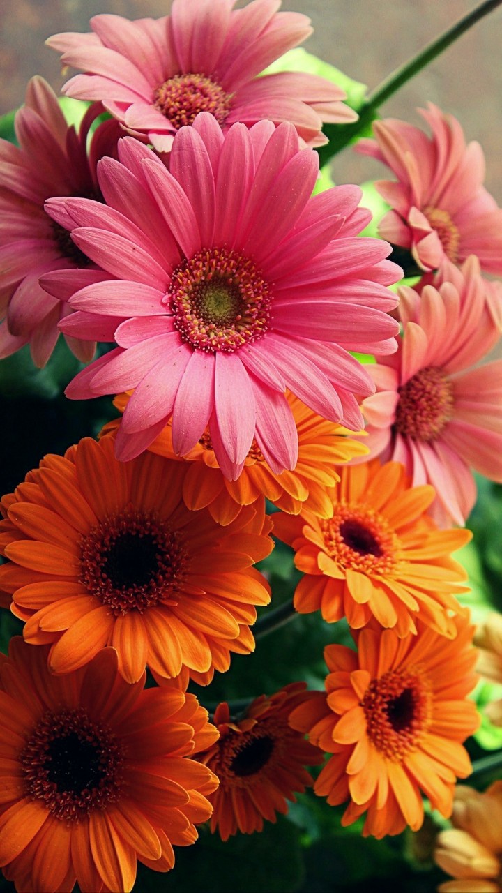 Gerbera