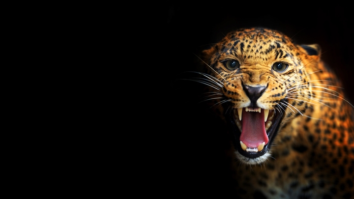 leopard