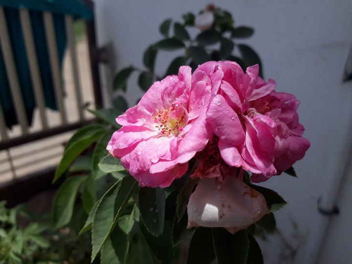 husbund  wife  couple of pink roses