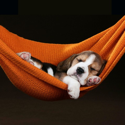 sleeping cute dog