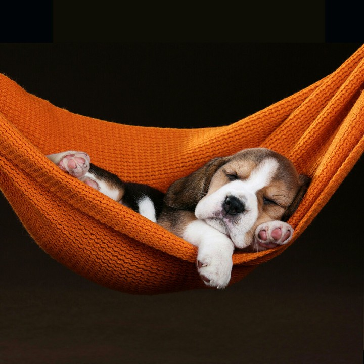 sleeping cute dog