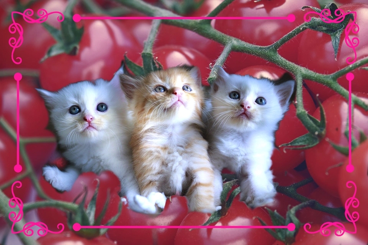 Cats