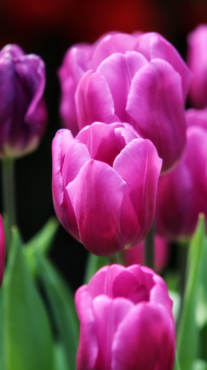 tulip