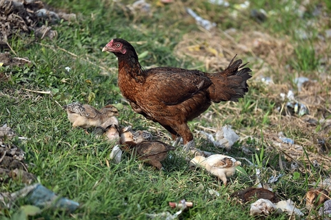 landfowl, chicken wallpapers