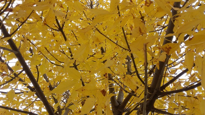Autumn