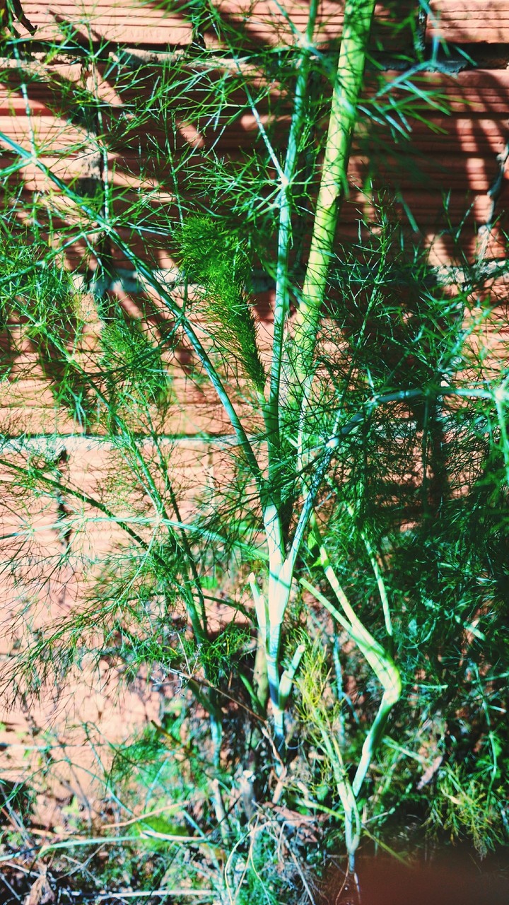 plants,fennel,funcho
