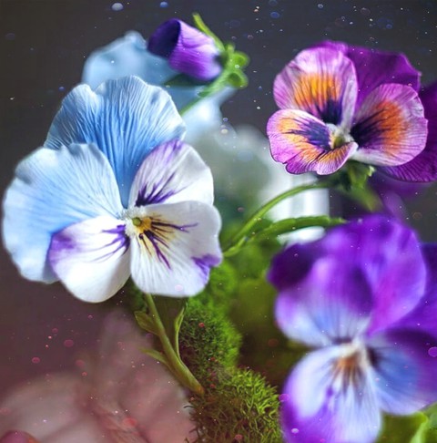 flower, pansy achtergronden