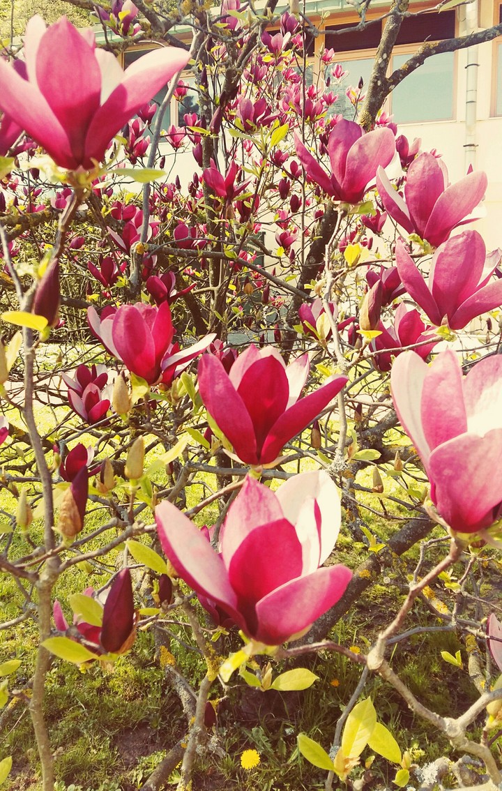 magnolia