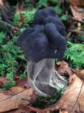 mushroom