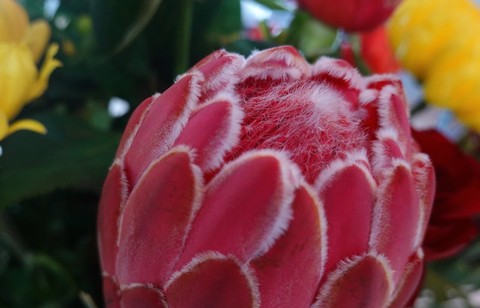 botany, protea Hintergrundbilder