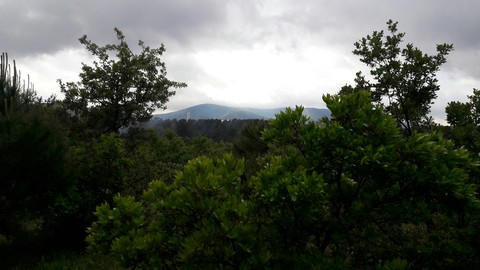 forest
