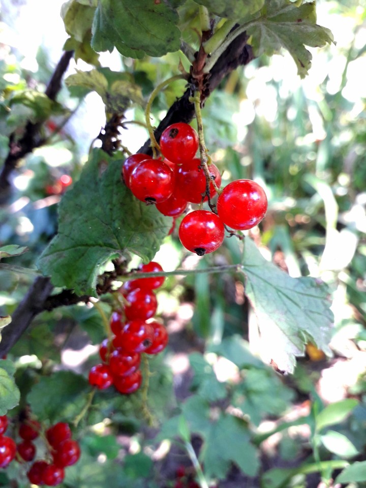 berry