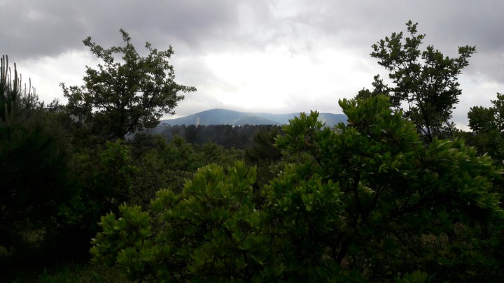 forest