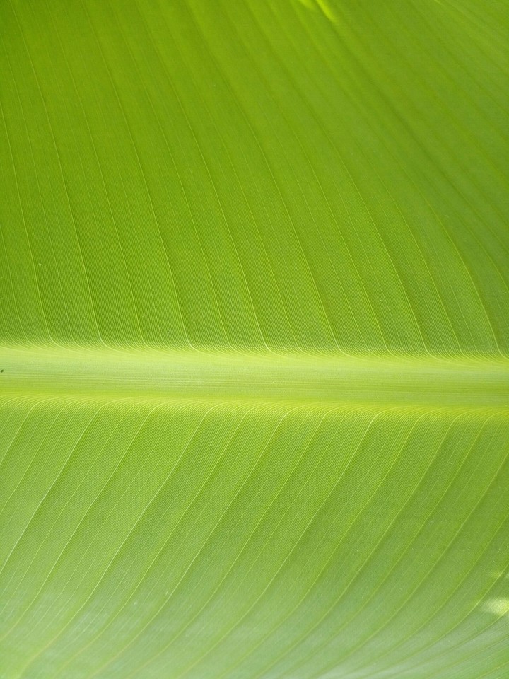 leaf