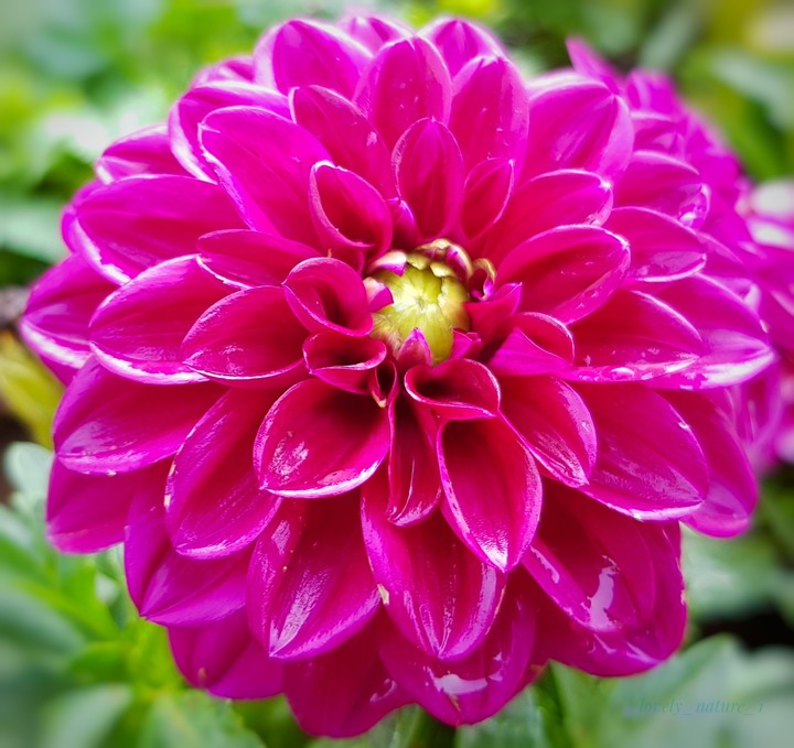 dahlia