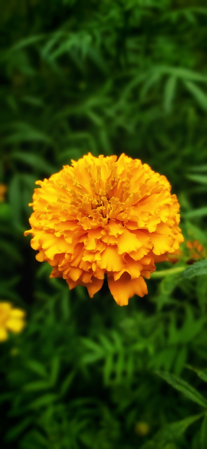 Marigold