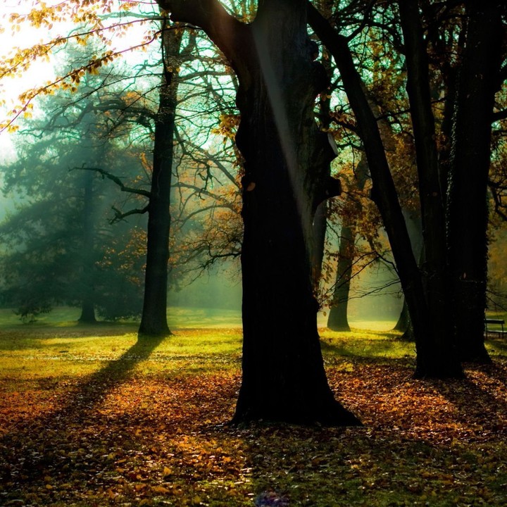 nature, sun light, 
