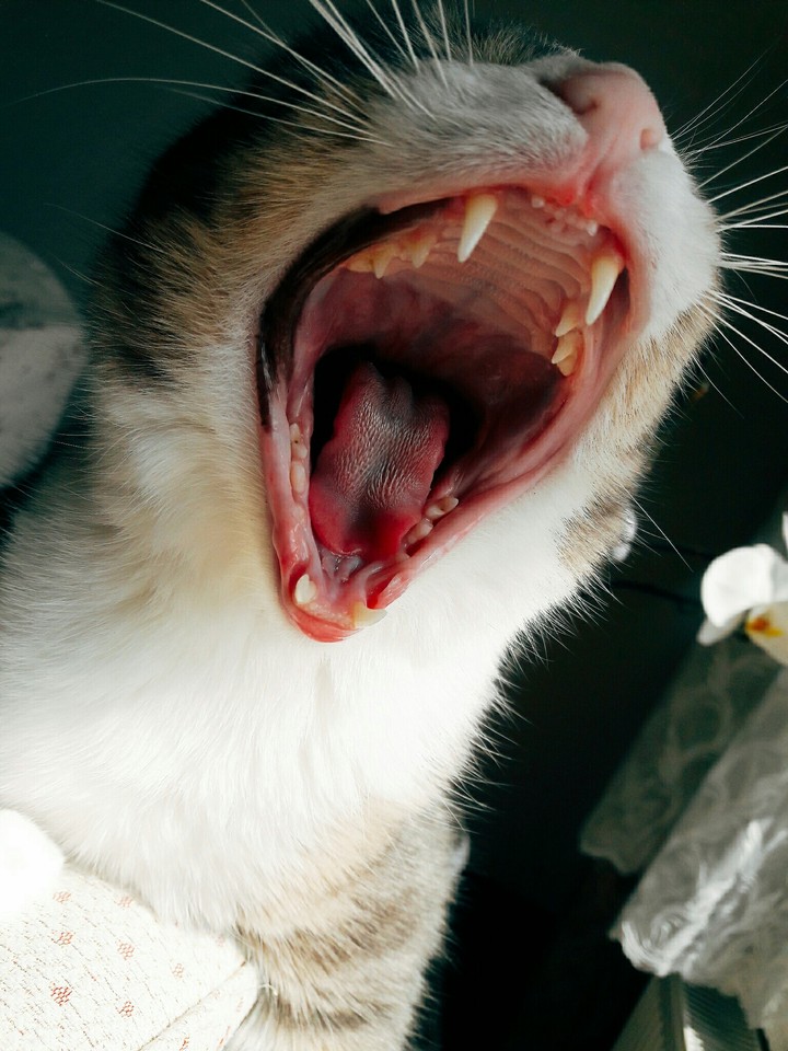 aslan kedi