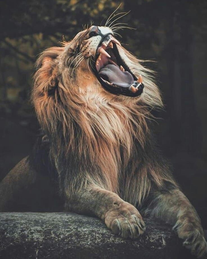 wild angry