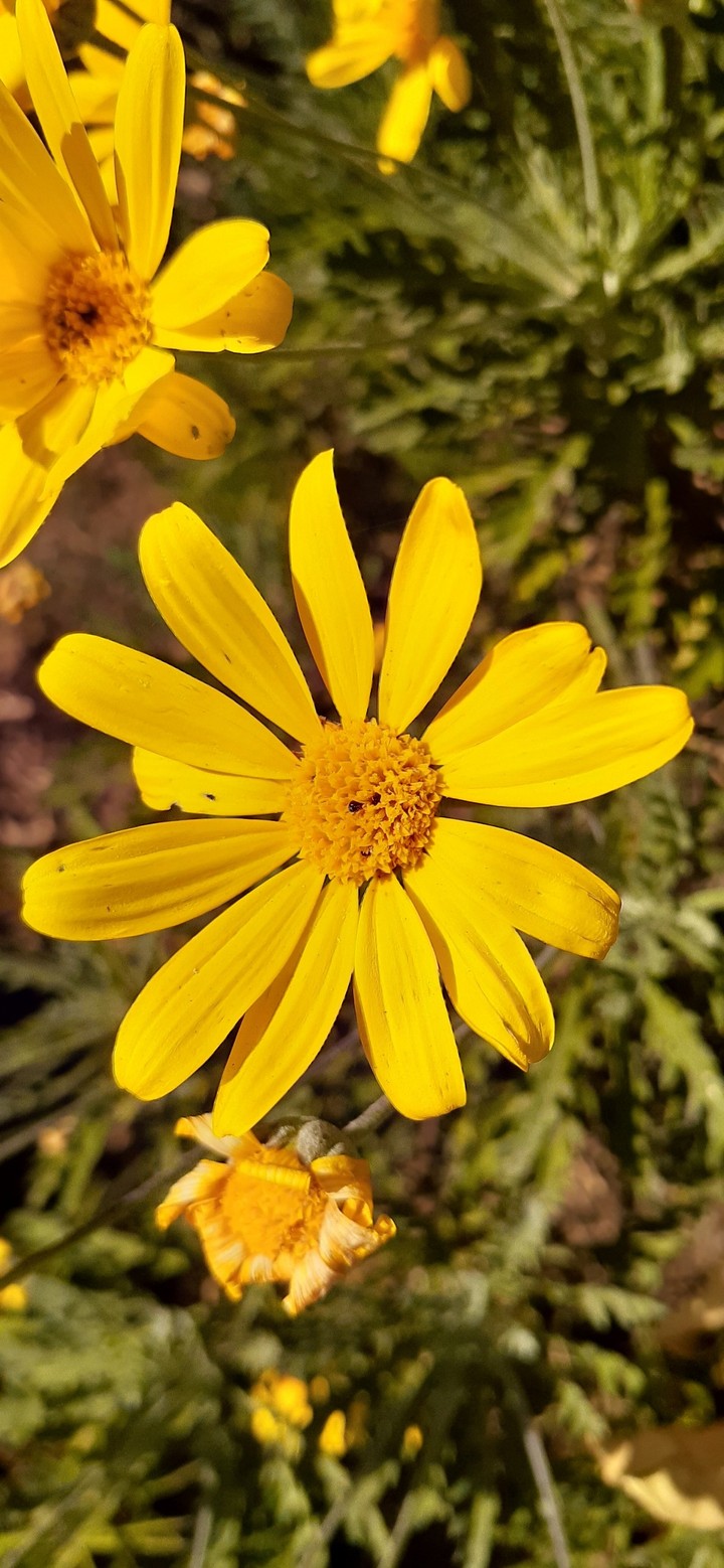 Flowers